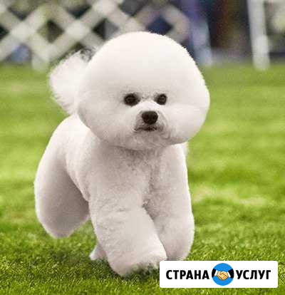 Передержка кошек, собак мелких пород Павловский Посад - изображение 1