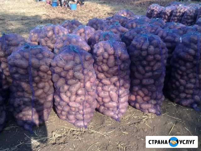 Картофель и лук с доставкой Явас - изображение 1