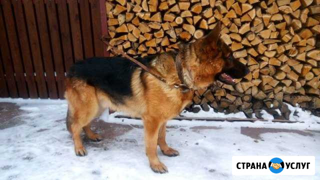 Вязка кобель немецкой овчарки Пенза - изображение 1
