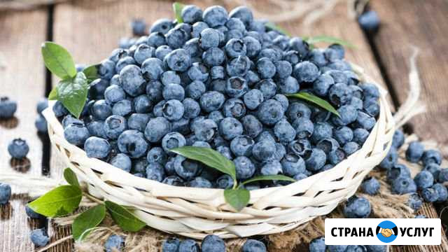 Брусника Сургут - изображение 1