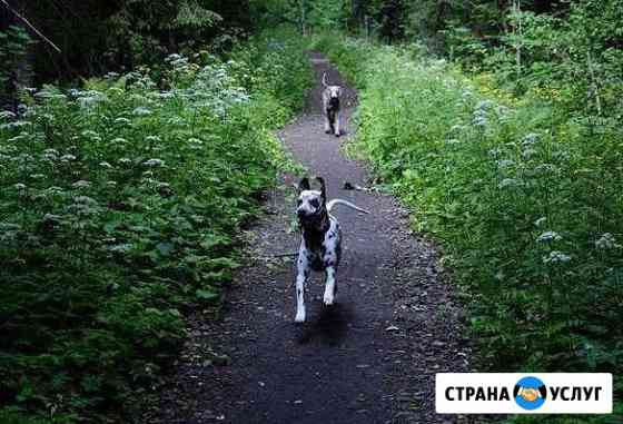 Выгул собак Санкт-Петербург