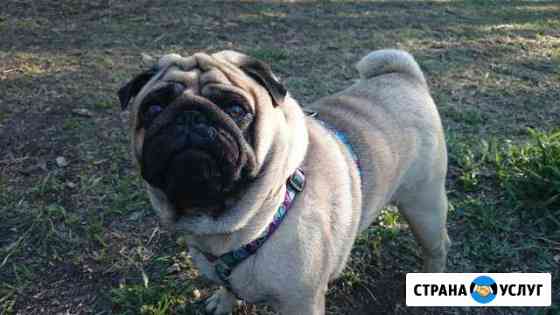 Вязка Мопс Иркутск
