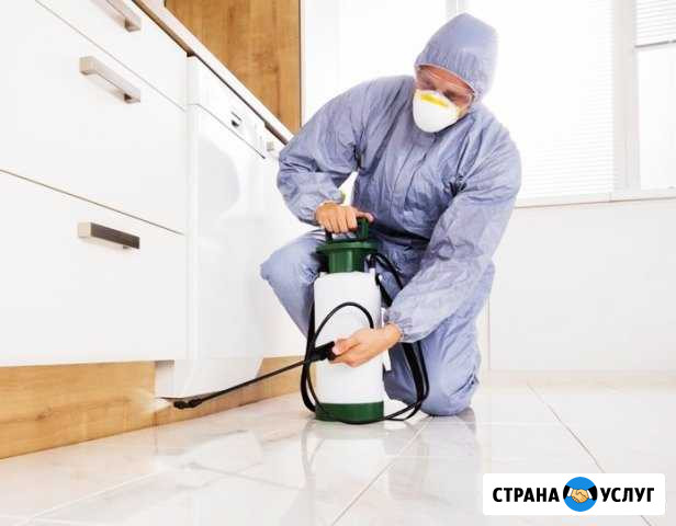 Уничтожение тараканов уничтожение клопов Пермь - изображение 1