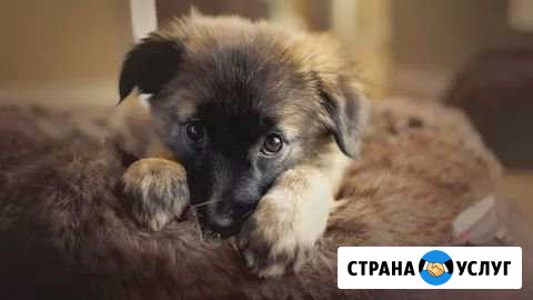 Услуги Зоопсихолога Кохма - изображение 1
