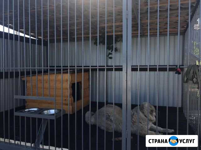 Приют для собак Полевской - изображение 1