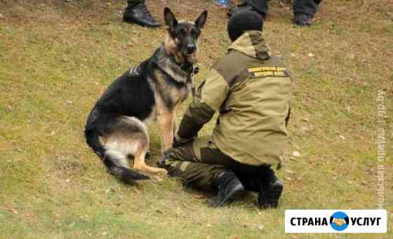 Дрессировка собак Москва