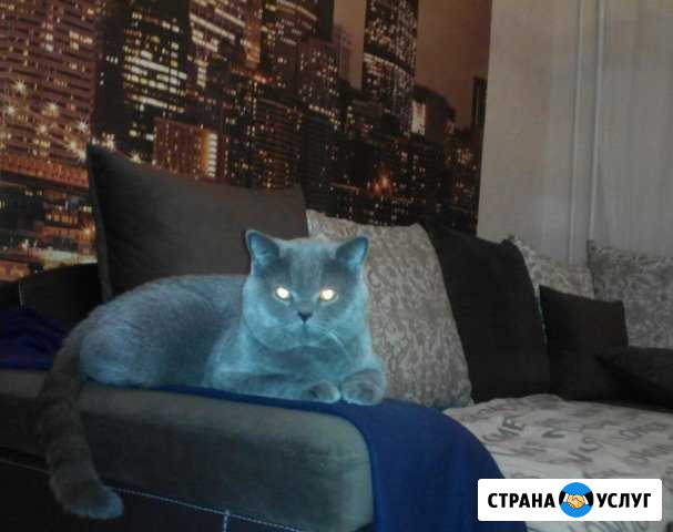 Шикарный котик Воткинск - изображение 1