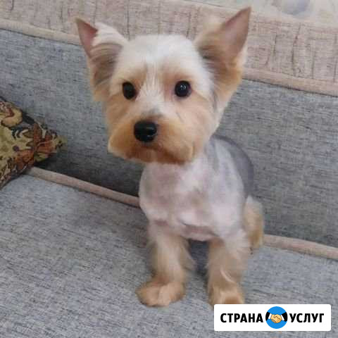 Стрижка собак и кошек Геленджик - изображение 1