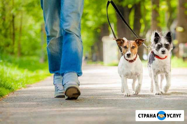 Выгул собак Королев - изображение 1