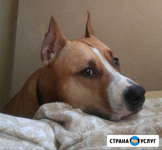 Выгул собаки Москва - изображение 1