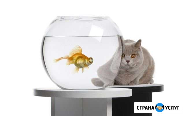 Обслуживание аквариума Санкт-Петербург - изображение 1