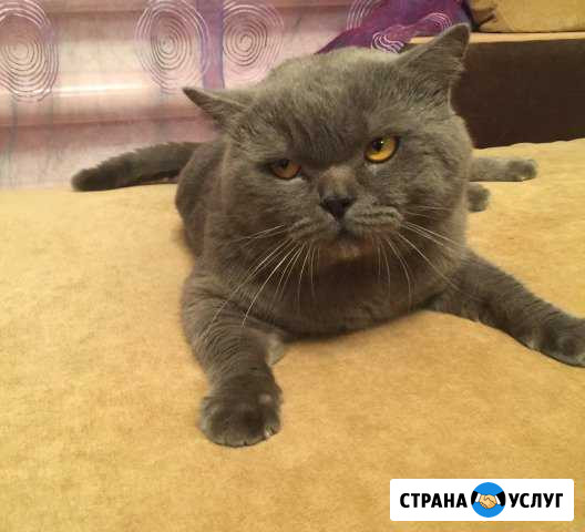 Альфа самец, вязка шотландский страйт Шахты - изображение 1