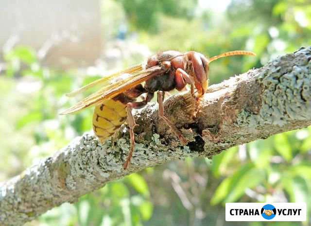 Уничтожение осы клопы тараканы клещи кроты и т.д Королев - изображение 1