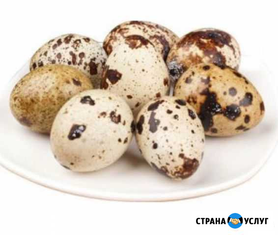 Домашнее перепелиное яйцо Благовещенск - изображение 1