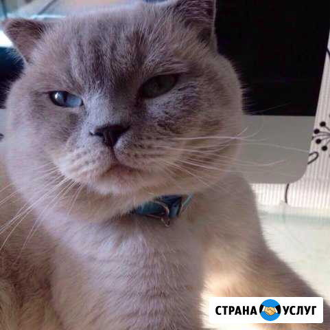 Вязка Чебоксары - изображение 1