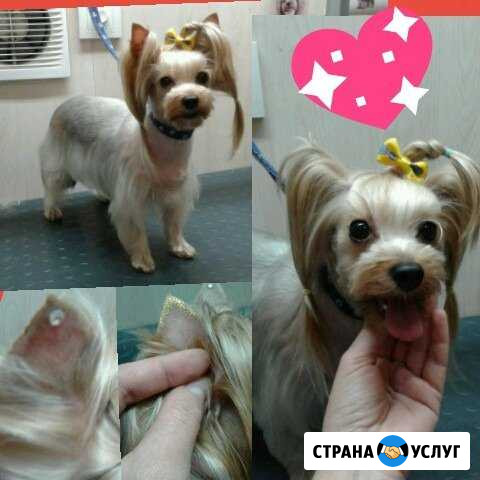 Грумер (Стрижка собак мел. и ср. пород) Батайск - изображение 1