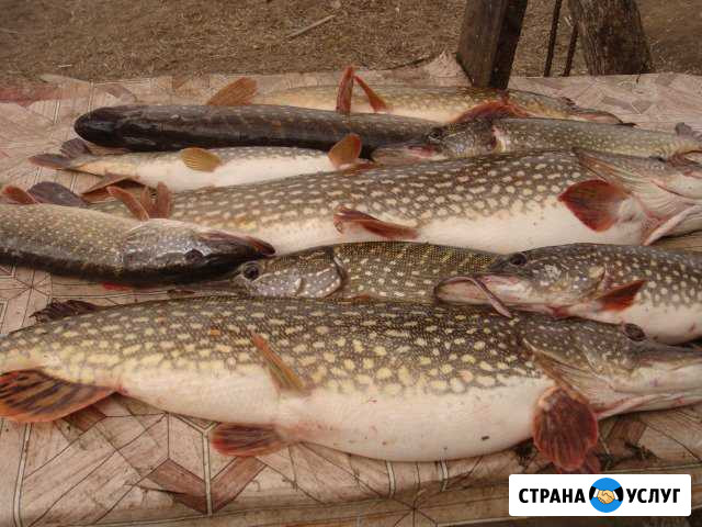 Отдых для охотников и рыбаков на Волге Камызяк - изображение 1