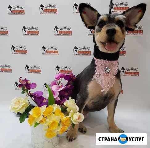 Стрижка собак и кошек Киров - изображение 1