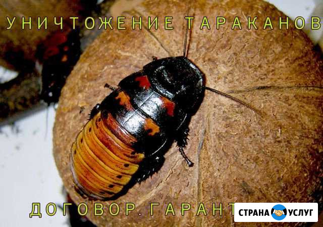 Уничтожение тараканов и других паразитов, гарантия Нижний Новгород - изображение 1