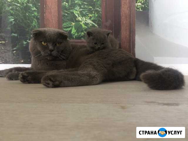 Вязка вислоухого британского кота Верхняя Пышма - изображение 1