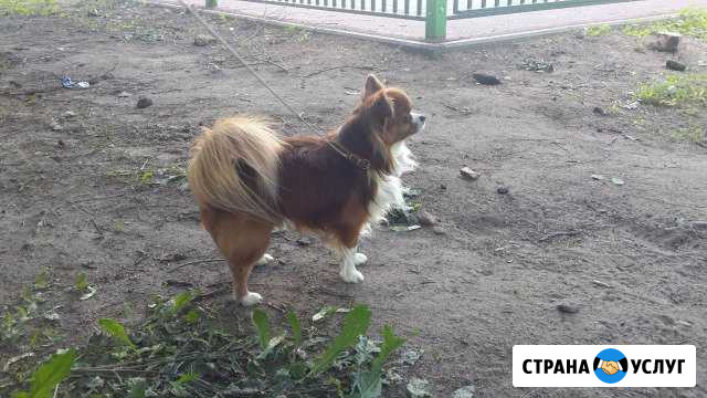 Очень яркий кобель чихуахуа для вязки за щенка Королев - изображение 1