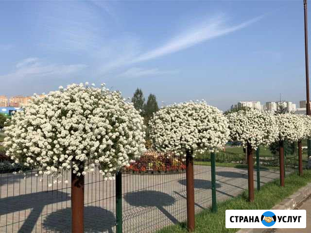 Озеленение, благоустройство, дизайн Красноярск - изображение 1