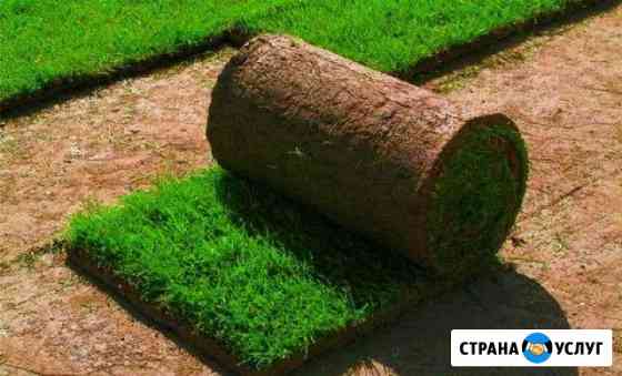 Рулонный газон, ландшафтный дизайн и озеленение, б Анапа