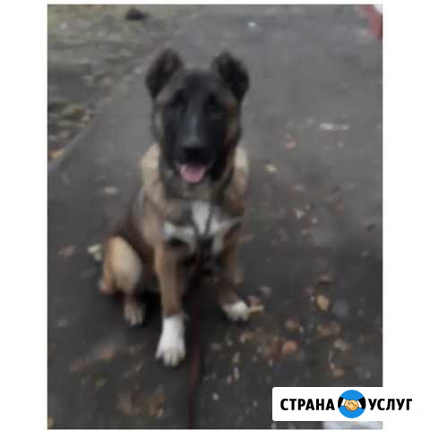 Частная дрессировка собак Владикавказ - изображение 1