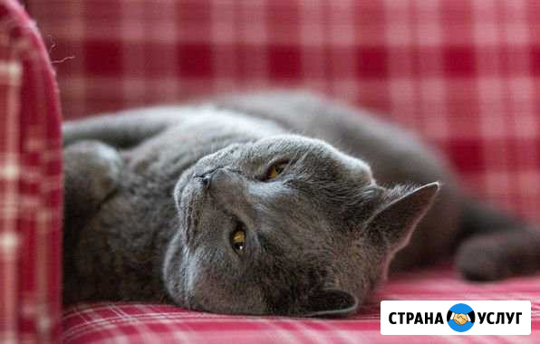 Передержка кошек Хабаровск - изображение 1