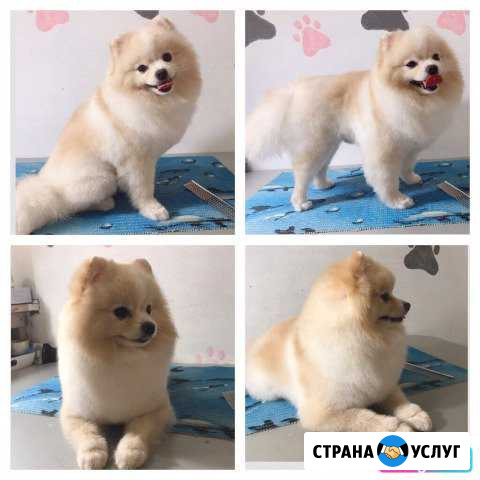 Стрижка животных Рубцовск - изображение 1