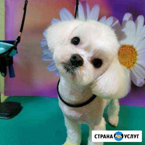 Стрижка собак и кошек Сочи