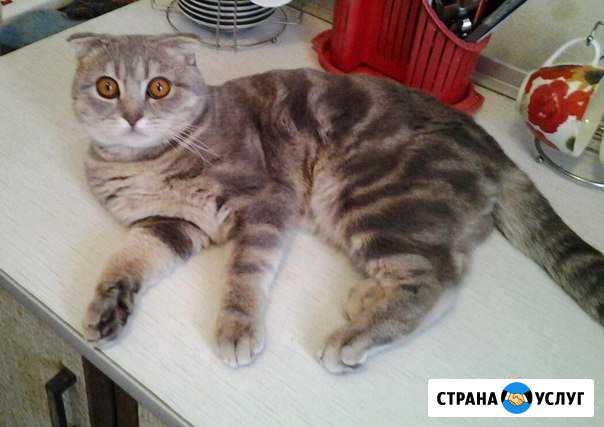 Котик на вязку Владимир - изображение 1