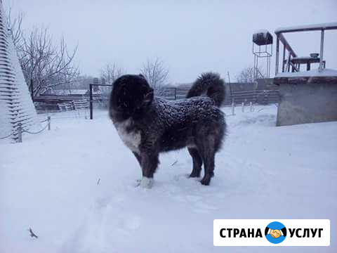 Гостиница для собак, зоотакси, зоогостиница Белгород - изображение 1