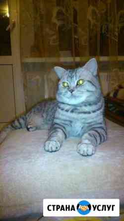 Британский кот приглашает невест на вязку Санкт-Петербург