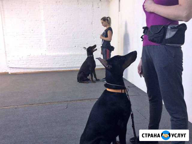 Дрессировка. Услуги кинолога. окд. Дисциплина и пр Казань - изображение 1