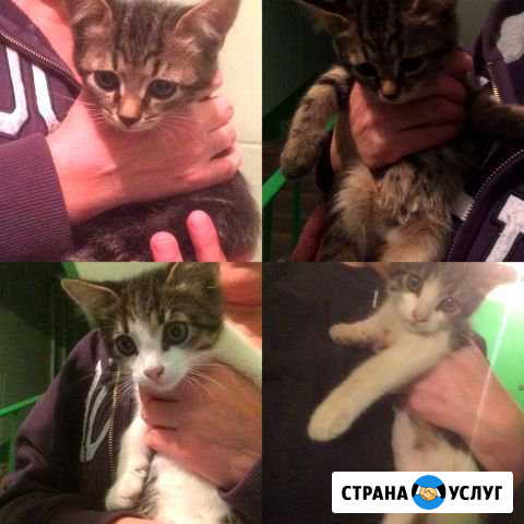Котята Набережные Челны - изображение 1