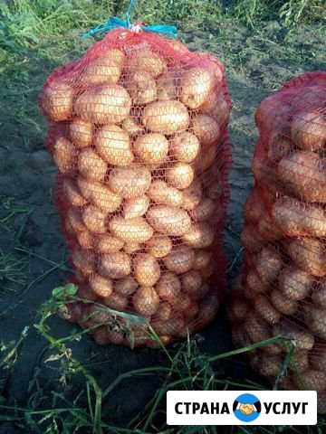 Продам картофель свежего урожая Ангарск - изображение 1