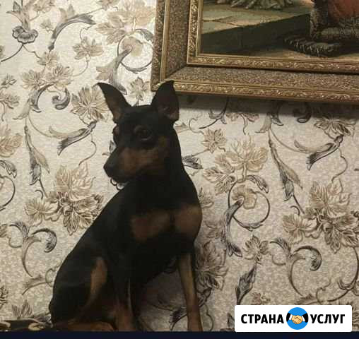 Животные Балашиха - изображение 1