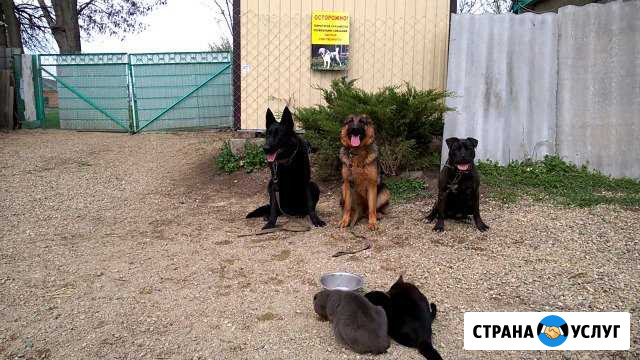 Дрессировка собак всех пород Усть-Лабинск - изображение 1