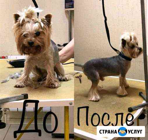 Стрижка животных Екатеринбург