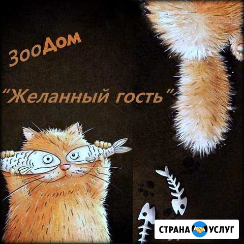 Передержка для кошек Мурманск - изображение 1