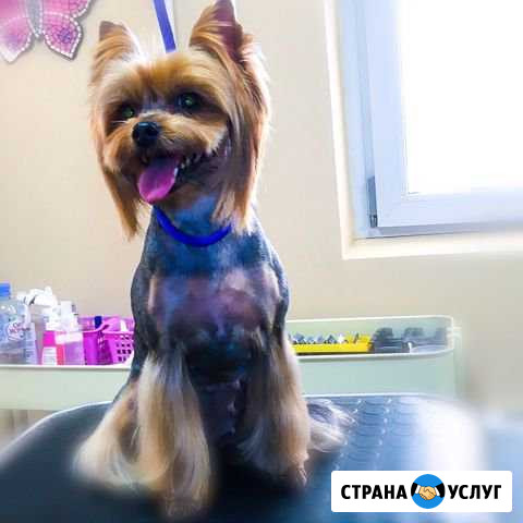 Стрижка собак, кошек, ветеринария Павшинская пойма Красногорск - изображение 1