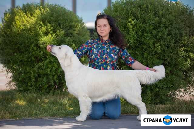 Груминг (стрижка) Золотистого ретривера Петрозаводск - изображение 1