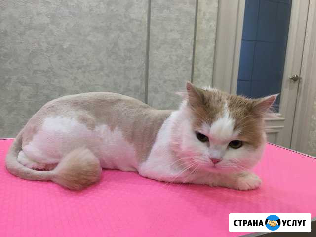Стрижка кошек Сургут - изображение 1