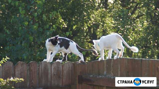 Стрижка собак и кошек Москва - изображение 1