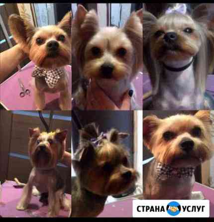 Стрижка собачек и кошек на дому и с выездом на дом Нижний Новгород