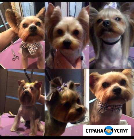 Стрижка собачек и кошек на дому и с выездом на дом Нижний Новгород - изображение 1