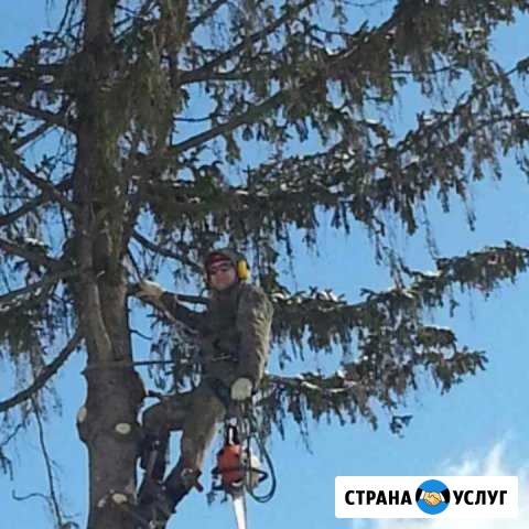Спил деревьев Дзержинск - изображение 1