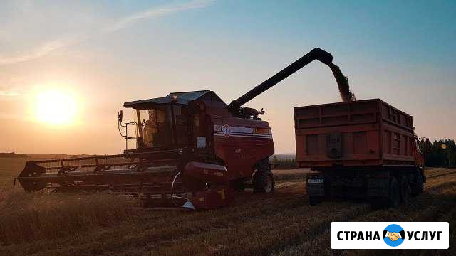 Вывезу подсолнечник, пшеницу своими зерновозами Рощино - изображение 1