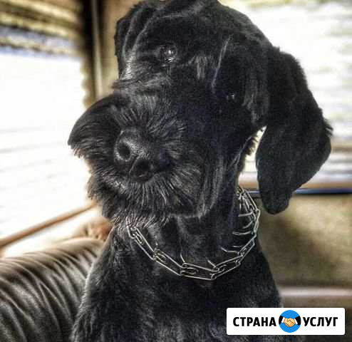Передержка собак в домашних условиях Новосибирск - изображение 1